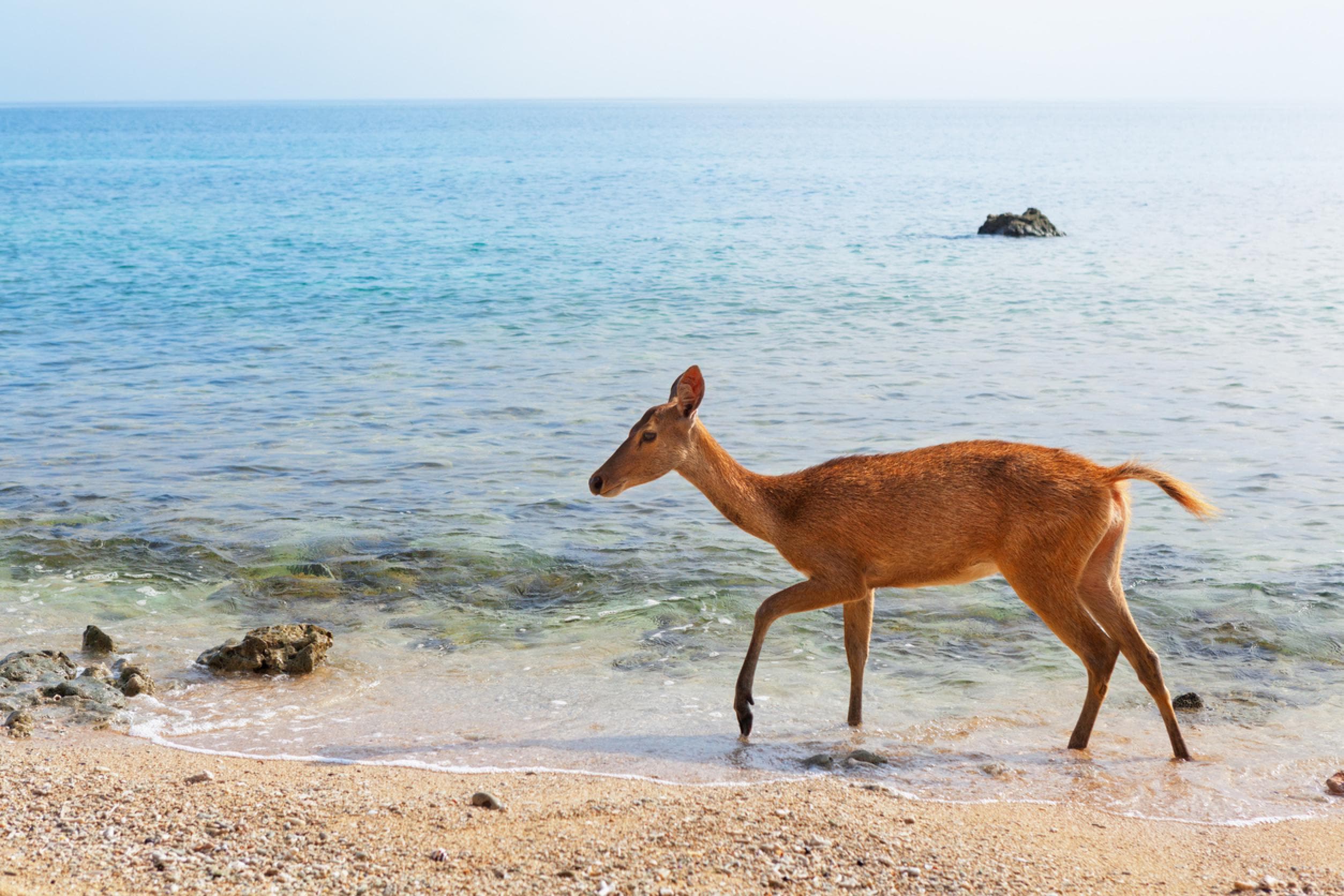 A deer standing on the white sand beach of Menjangan Island, West Bali National Park.